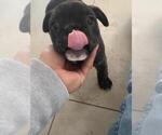 Small Photo #13 French Bulldog Puppy For Sale in KENDALL, FL, USA