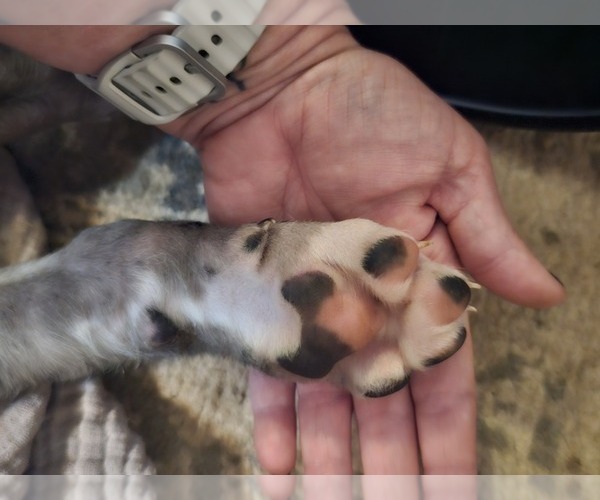 Medium Photo #4 Irish Dane Puppy For Sale in SPRINGFIELD, MO, USA