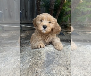 Goldendoodle Litter for sale in FRESNO, CA, USA