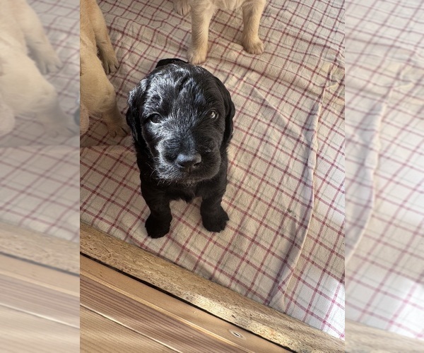 Medium Photo #22 Goldendoodle Puppy For Sale in MATTHEWS, NC, USA