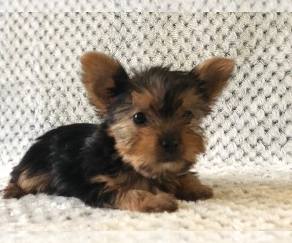 Medium Photo #6 Australian Yorkshire Terrier Puppy For Sale in CLAY, PA, USA