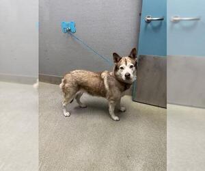 Siberian Husky-Unknown Mix Dogs for adoption in Las Vegas, NV, USA