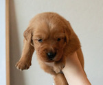 Puppy Light Pink Golden Retriever