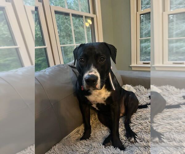 Medium Photo #8 American Pit Bull Terrier-Labrador Retriever Mix Puppy For Sale in Brewster, NY, USA