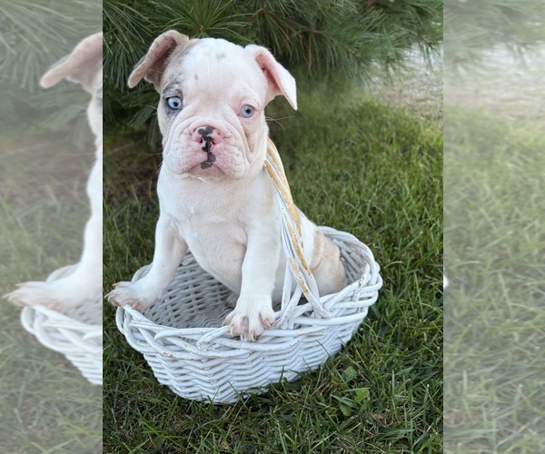 Medium Photo #1 French Bulldog Puppy For Sale in MIDDLEBURY, IN, USA