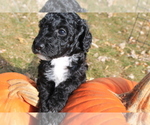 Puppy Puppy 6 Bolt Poodle (Miniature)-Poodle (Standard) Mix