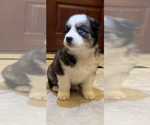 Ausky Puppy for sale in NOBLE, OK, USA