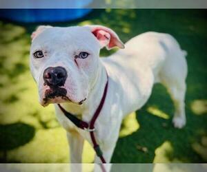American Pit Bull Terrier Dogs for adoption in Orlando, FL, USA
