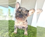 Small Photo #13 French Bulldog Puppy For Sale in MIAMI, FL, USA