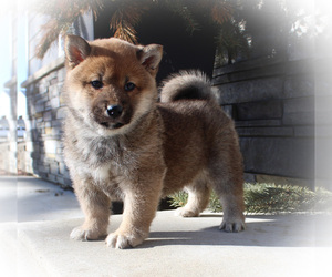 Shiba Inu Puppy for sale in CANTON, SD, USA