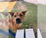 Small #3 Carolina Dog Mix