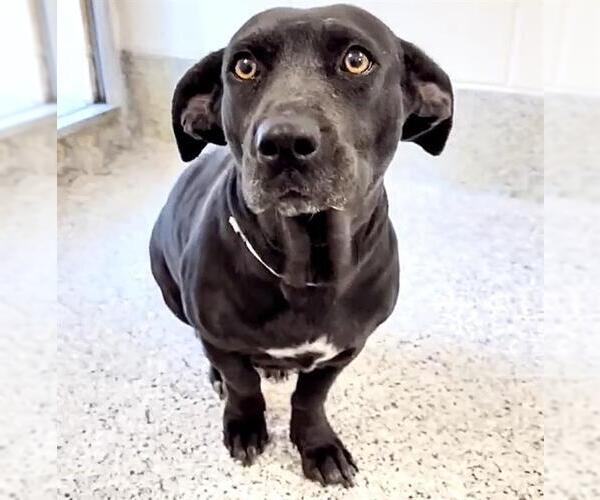 Medium Photo #4 Dachsador Puppy For Sale in Houston, TX, USA