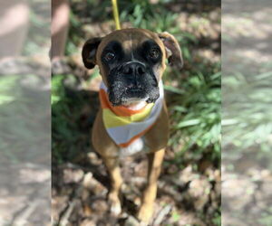 Boxer Dogs for adoption in Dumont, NJ, USA