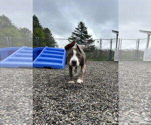 American Pit Bull Terrier-Unknown Mix Dogs for adoption in Attica, NY, USA