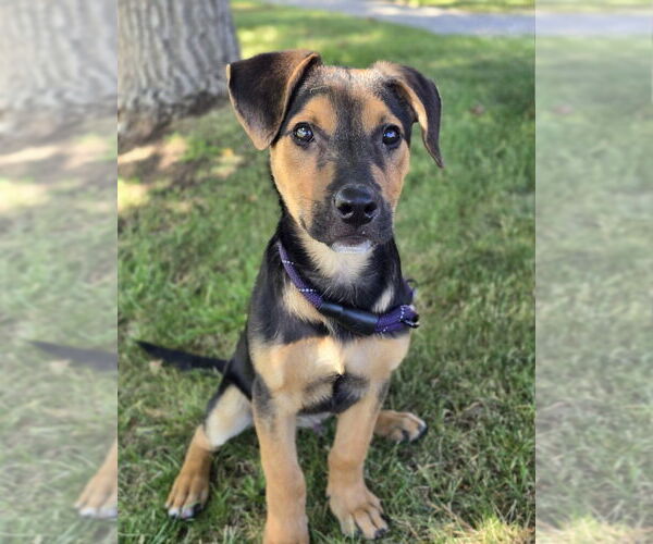 Medium Photo #18 Shollie Puppy For Sale in Lakewood, CO, USA