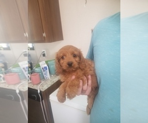 Cavapoo Puppy for sale in MCMINNVILLE, TN, USA