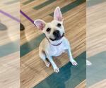 Small #1 German Shepherd Dog Mix