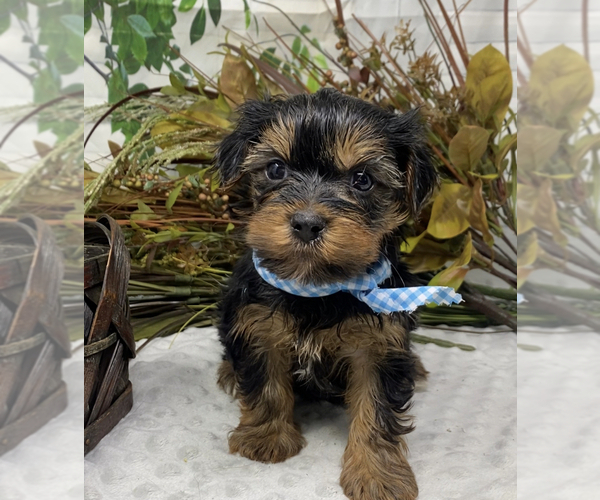 Medium Photo #6 Shorkie Tzu Puppy For Sale in SELLERSBURG, IN, USA