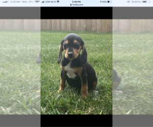Beagle Puppy for sale in ROSEVILLE, MI, USA