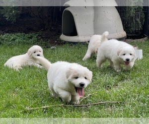 Great Pyrenees Puppy for sale in LAKE VILLA, IL, USA