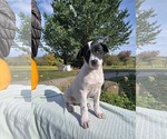 Small #2 Borador