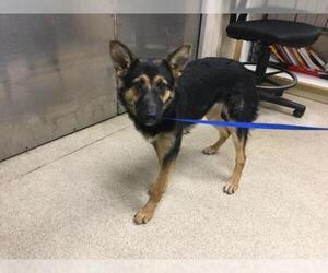 German Shepherd Dog Dogs for adoption in Riverside, CA, USA