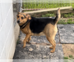Small #4 Beagle Mix