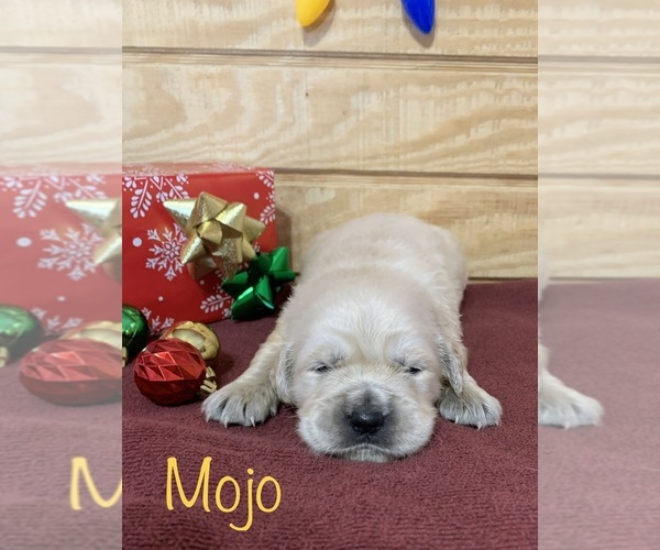 Medium Photo #5 English Cream Golden Retriever Puppy For Sale in DEARBORN, MO, USA