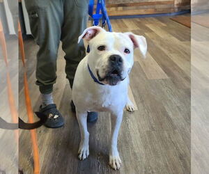 Boxer Dogs for adoption in Burnsville, MN, USA