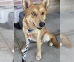 Small #2 Australian Shepherd-Huskies  Mix
