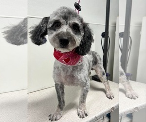 Aussiedoodle Miniature  Dogs for adoption in Sioux Falls, SD, USA