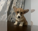 Small #28 Pembroke Welsh Corgi