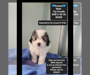 Poodle (Toy) Puppy for sale in TUCSON, AZ, USA