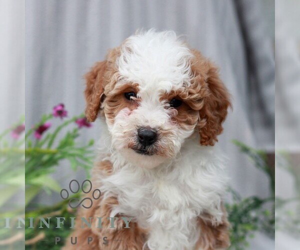 Medium Photo #5 Poodle (Miniature) Puppy For Sale in LITITZ, PA, USA