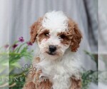 Small #4 Poodle (Miniature)
