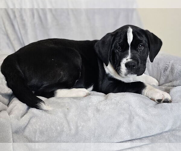 Medium Photo #4 Australian Shepherd-Bulldog Mix Puppy For Sale in McKinney, TX, USA