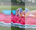 Small Photo #2 Pyredoodle Puppy For Sale in TRENTON, GA, USA