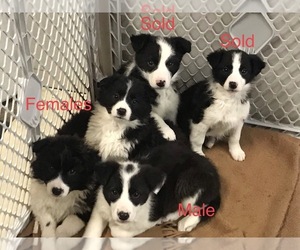 English Shepherd Puppy for sale in CHESTERFIELD, MI, USA