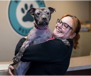 Isekai - Female Staffordshire Bull Terrier-Unknown Mix Dog for Adoption - Photo #5
