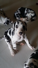 Great Dane Puppy for sale in SAINT LOUIS, MO, USA
