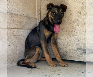 Mutt Dogs for adoption in Oklahoma City, OK, USA