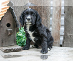 Puppy Noah Cocker Spaniel