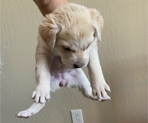 Medium Photo #7 Labrador Retriever-Mutt Mix Puppy For Sale in BAKERSFIELD, CA, USA