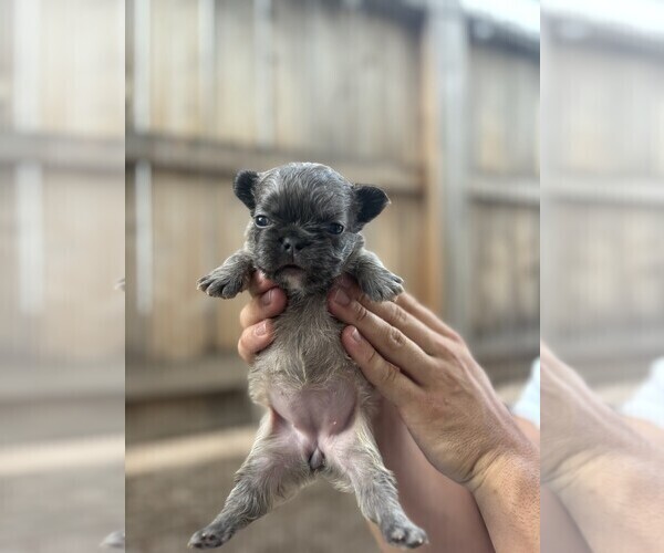 Medium Photo #22 French Bulldog Puppy For Sale in FOLSOM, CA, USA