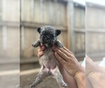 Small #21 French Bulldog