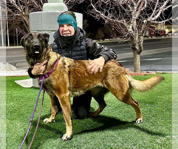 Medium Photo #1 German Shepherd Dog-Unknown Mix Puppy For Sale in Imlay City, MI, USA