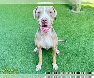 Bullboxer Pit Dogs for adoption in West Palm Beach, FL, USA