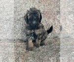 Small #17 Poodle (Miniature)-Poodle (Standard) Mix