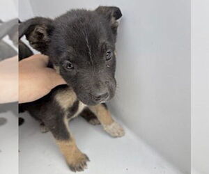 Black Mouth Cur-Unknown Mix Dogs for adoption in Houston, TX, USA