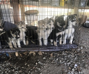 German Shepherd Dog-Siberian Husky Mix Puppy for sale in SANFORD, NC, USA